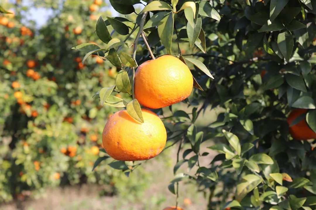 超市货架与展示台搭配提升商品陈列效果实务
